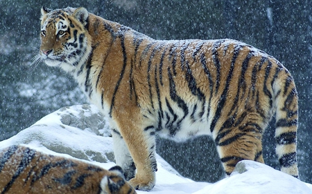 Tiger - danger, cat, snow, deadly, animal, hunter