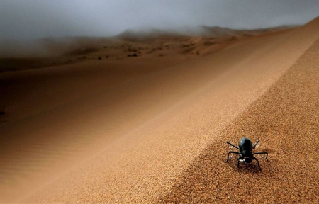 Treasure - nature, photographic, animals, spider, water, desert