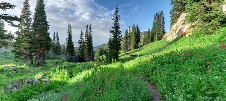 Field of Evergreens - nature, grass, field, mountain, sky