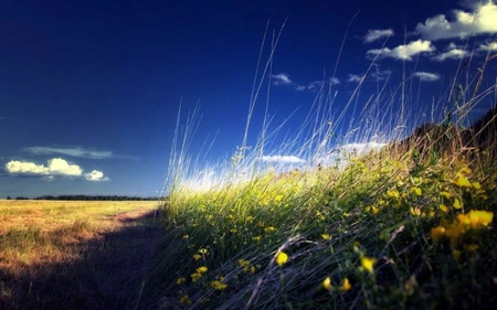 Morning Field - wallpaper, wall, grass, white, pic, morning, picture, field, image, nature, flowers, wildflowers, yellow, blue, sky, clouds, green