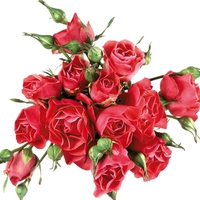 Red Roses For My Friends