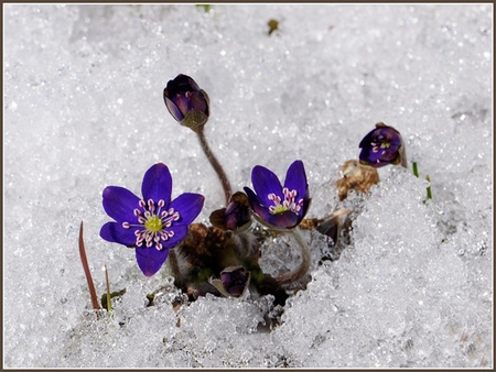 blue - snow, spring, flower, blue