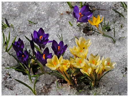 crocus - colorful, crocus, snow, spring