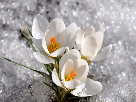 ice beauties - snow, spring, white, crocus