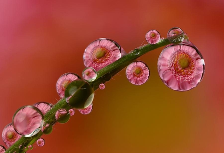 reflection - flowers, reflection, pink, dew