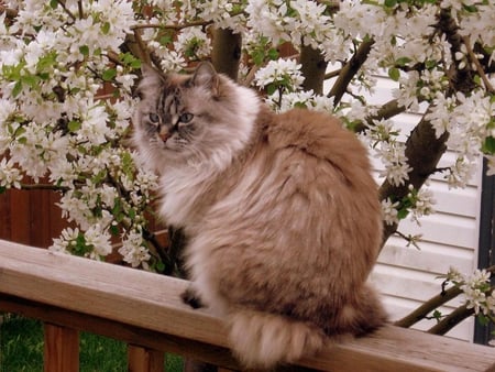 Miss Annie - apple tree, blossoms, cats, spring