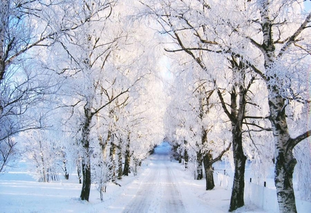 winter lane - nature, trees, snow, winter, lane