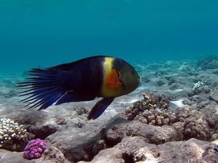 The Loner - fish, coral, orange, yellow, stunning, sea, blue