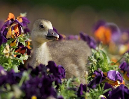 Waiting for Mom - purple, duckling, pretty, beautiful, orange, flowers, cute, pansies