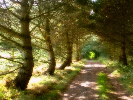 Dapples - forest, light dapples, shadows, greens, trees