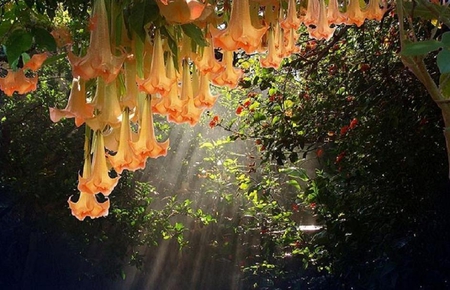 Hanging Garden - flowers, berries, sunlight, trees, vine, bushes, peach