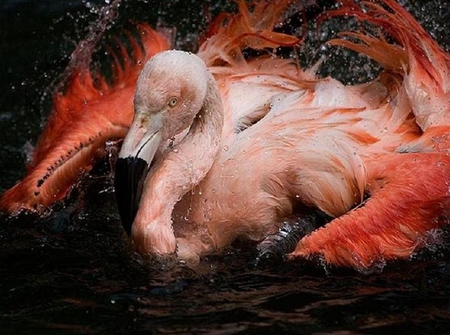 Taking a Bath - water, beautiful, red, colourful, splash, lovely, pink, flamingo