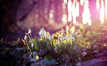 magical - sunlight, trees, magical, snowdrops, ivy, enchanting, nature, forest, macro, plant, leaves, sunrays, tree, flower