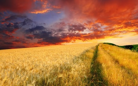 fire in the sky - field, red clouds, wheat, yellow