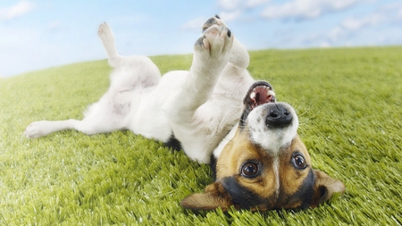 funny terrier - funny, upside down, dog, terrier