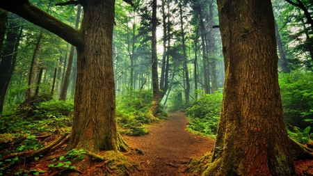 deep in the forest - large trees, forest, lane, mist