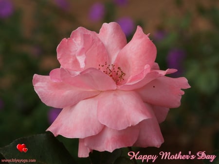 Mother's day pink rose.