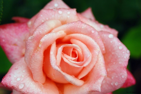 Rose pink with dew drops.