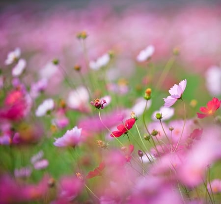 Field Flowers - field, flower, nature, grass