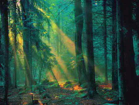 Beams - trees, sunset, sun beams, green, forest