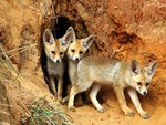 Young Fox's