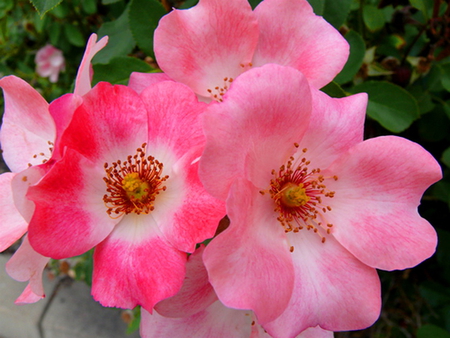 Wild trio - white, three, roses, pink, flowers