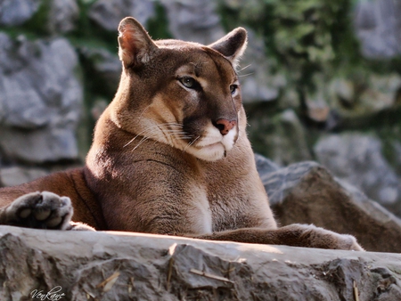 Big Cat - mountain lion, cougar, big cat, wild