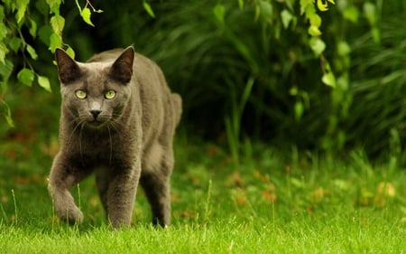 Prowling Cat - cat, animals, nature, grass