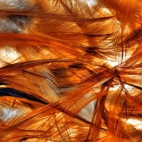 Feathers of a Phoenix