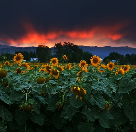 Sunflowers - nature, sky, trees, field, flowers