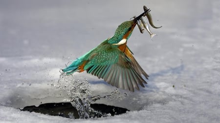 kingfisher at work - splash, ice hole, fish, kingfisher