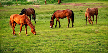 Horses Grazing - nature, horses, animals, field, grass