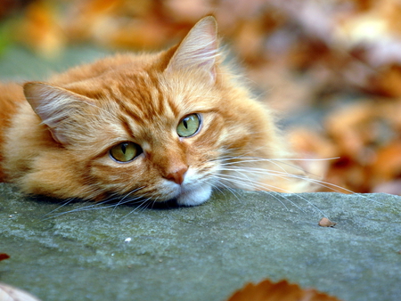 Kitten - autumn, cat, animals, feline, kitten, fall, cats, leaves, orange, animal