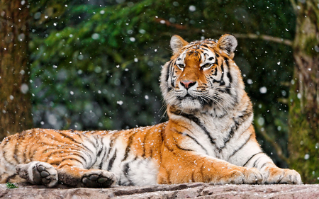 Majestic tiger - wildlife, feline, animal, tiger