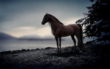 Horse - animal, nature, sunset, run