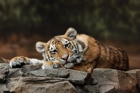 Tiger! - cute, nice, tiger, big cat