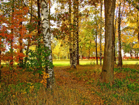 Bosque Amazing - bosque, scenery, brown, parks, forsts, trunks, landscapes, plants, seasons, nice, woods, maroon, beauty, colors, white, nature, gray, autumn, green, shadows, yellow, amazing, photo, forests, red, grove, sky, carpet, trees, beautiful, photography, photoshop, scenic, cool, orange, awesome, day, leaf, foliage, leave