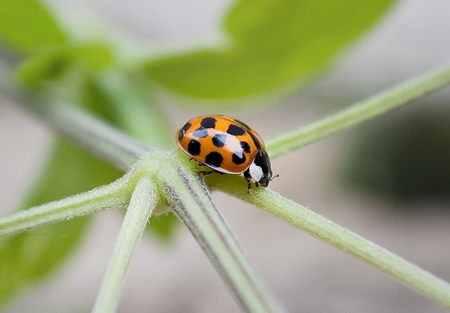 lady bug - nice, lady bug, lovely, cool