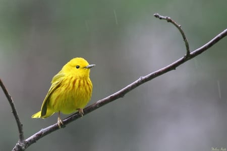 yellow - wow, pretty, cute, nice