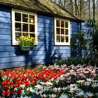 A Blue House and Alot of Flowers.