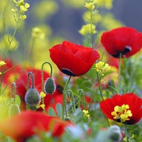 Red poppies.