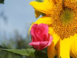 A Sunflower and a Rose All in One Wallpaper