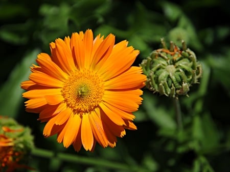 A Orange Flower - outside, orange, sun, green