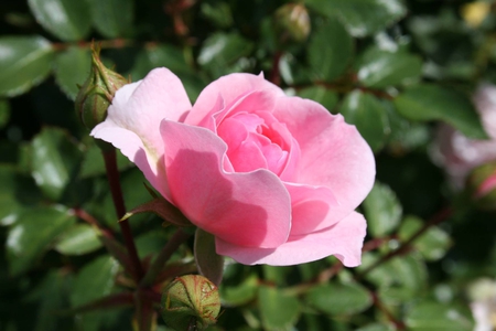 A Pink Rose in Minnesota - rose, pink, outside, mn, sun