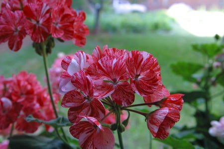 Minnesota Pink Flower - growing, mn, pink, green