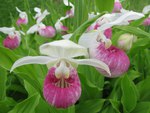 The State Flower For Minnesota is the Lady's Slipper