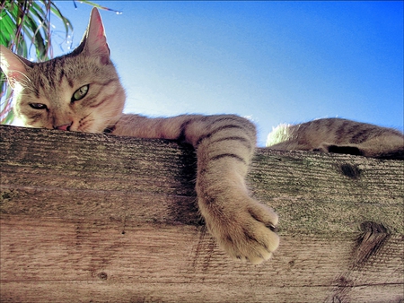 relax, o yes - nature, cat, relax, kitten