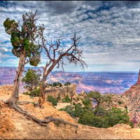 Grand Canyon Trees