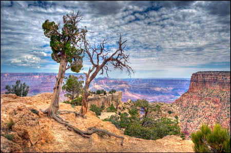 Grand Canyon Trees - trees, sunset, nature, grand, blue, hdr, canyon