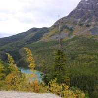 River & tall trees in Banff Alberta Park 36